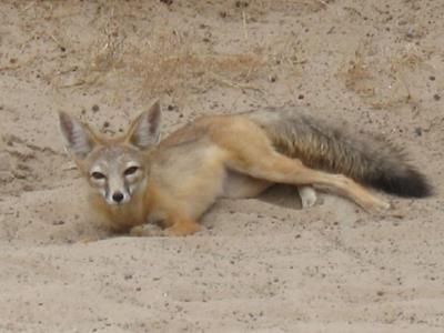 Desert Fox